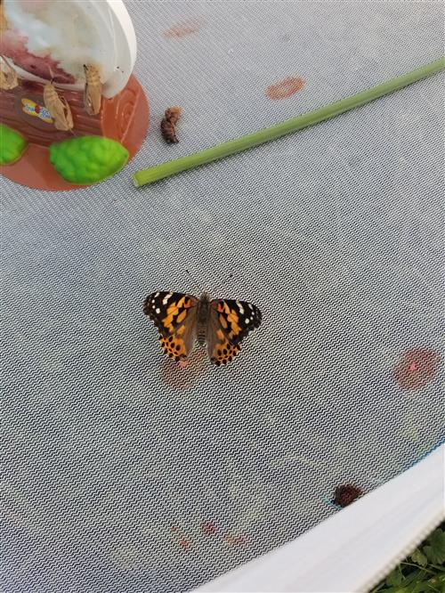 Butterfly 4 